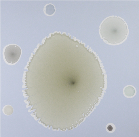 Jeff Leonard, BK10-11 Image