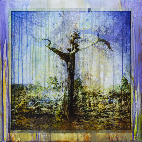 image of artwork by Lawrence Fodor titled Fusion Flagstaff Ponderosa 05B