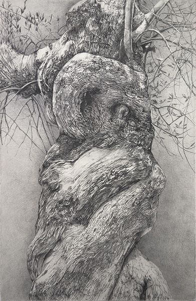 image of artwork by Catherine Ruane titled Old Olive Tree